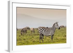 Zebra in National Park. Africa, Kenya-Curioso Travel Photography-Framed Photographic Print