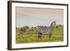 Zebra in National Park. Africa, Kenya-Curioso Travel Photography-Framed Photographic Print