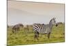 Zebra in National Park. Africa, Kenya-Curioso Travel Photography-Mounted Photographic Print