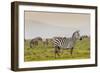 Zebra in National Park. Africa, Kenya-Curioso Travel Photography-Framed Photographic Print