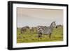Zebra in National Park. Africa, Kenya-Curioso Travel Photography-Framed Photographic Print