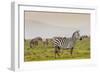 Zebra in National Park. Africa, Kenya-Curioso Travel Photography-Framed Photographic Print