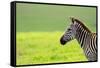 Zebra in Ngorongoro Conservation Area, Tanzania-BlueOrange Studio-Framed Stretched Canvas