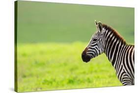 Zebra in Ngorongoro Conservation Area, Tanzania-BlueOrange Studio-Stretched Canvas
