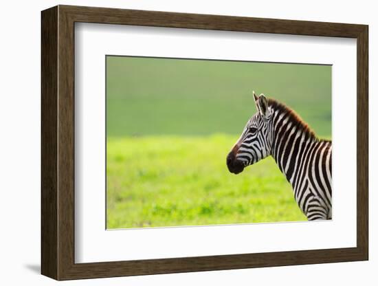 Zebra in Ngorongoro Conservation Area, Tanzania-BlueOrange Studio-Framed Photographic Print