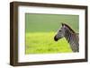 Zebra in Ngorongoro Conservation Area, Tanzania-BlueOrange Studio-Framed Photographic Print