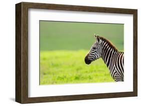 Zebra in Ngorongoro Conservation Area, Tanzania-BlueOrange Studio-Framed Photographic Print