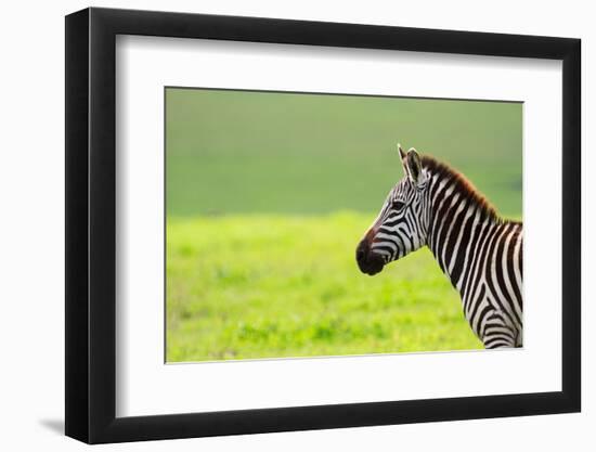 Zebra in Ngorongoro Conservation Area, Tanzania-BlueOrange Studio-Framed Photographic Print