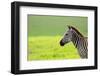 Zebra in Ngorongoro Conservation Area, Tanzania-BlueOrange Studio-Framed Photographic Print
