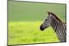 Zebra in Ngorongoro Conservation Area, Tanzania-BlueOrange Studio-Mounted Photographic Print