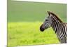 Zebra in Ngorongoro Conservation Area, Tanzania-BlueOrange Studio-Mounted Photographic Print