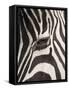 Zebra in Ngorongoro Crater, Tanzania-Paul Souders-Framed Stretched Canvas