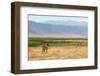 Zebra in Ngorongoro-kjekol-Framed Photographic Print