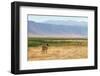 Zebra in Ngorongoro-kjekol-Framed Photographic Print