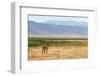 Zebra in Ngorongoro-kjekol-Framed Photographic Print