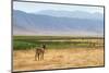 Zebra in Ngorongoro-kjekol-Mounted Photographic Print