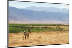 Zebra in Ngorongoro-kjekol-Mounted Photographic Print