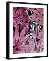 Zebra in Pink Leaves-Fab Funky-Framed Art Print