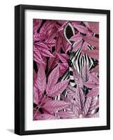 Zebra in Pink Leaves-Fab Funky-Framed Art Print