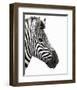 Zebra in Profile-null-Framed Art Print