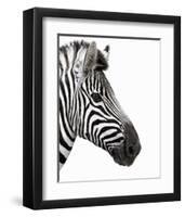 Zebra in Profile-null-Framed Art Print