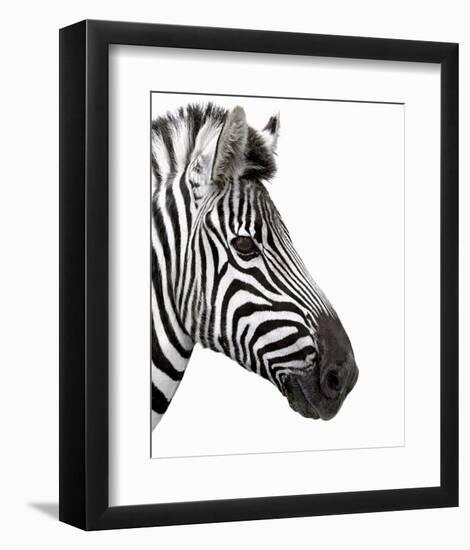 Zebra in Profile-null-Framed Art Print