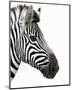 Zebra in Profile-null-Mounted Art Print
