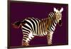 Zebra in Purple Horizontal-Ikuko Kowada-Framed Giclee Print