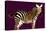 Zebra in Purple Horizontal-Ikuko Kowada-Stretched Canvas