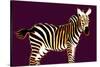 Zebra in Purple Horizontal-Ikuko Kowada-Stretched Canvas