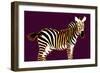 Zebra in Purple Horizontal-Ikuko Kowada-Framed Giclee Print
