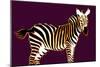 Zebra in Purple Horizontal-Ikuko Kowada-Mounted Giclee Print