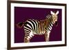 Zebra in Purple Horizontal-Ikuko Kowada-Framed Giclee Print