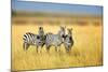 Zebra in the Grass Nature Habitat, National Park of Kenya. Wildlife Scene from Nature, Africa-Volodymyr Burdiak-Mounted Photographic Print