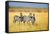 Zebra in the Grass Nature Habitat, National Park of Kenya. Wildlife Scene from Nature, Africa-Volodymyr Burdiak-Framed Stretched Canvas