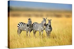 Zebra in the Grass Nature Habitat, National Park of Kenya. Wildlife Scene from Nature, Africa-Volodymyr Burdiak-Stretched Canvas