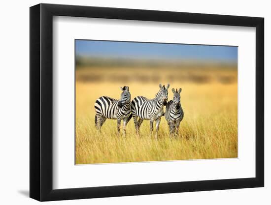 Zebra in the Grass Nature Habitat, National Park of Kenya. Wildlife Scene from Nature, Africa-Volodymyr Burdiak-Framed Photographic Print