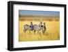 Zebra in the Grass Nature Habitat, National Park of Kenya. Wildlife Scene from Nature, Africa-Volodymyr Burdiak-Framed Photographic Print