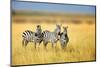 Zebra in the Grass Nature Habitat, National Park of Kenya. Wildlife Scene from Nature, Africa-Volodymyr Burdiak-Mounted Photographic Print