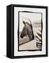 Zebra in the Mirror 1-Theo Westenberger-Framed Stretched Canvas