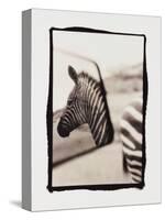 Zebra in the Mirror 1-Theo Westenberger-Stretched Canvas