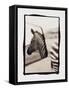 Zebra in the Mirror 1-Theo Westenberger-Framed Stretched Canvas