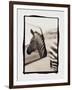 Zebra in the Mirror 1-Theo Westenberger-Framed Photographic Print