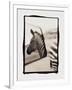 Zebra in the Mirror 1-Theo Westenberger-Framed Photographic Print