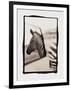 Zebra in the Mirror 1-Theo Westenberger-Framed Photographic Print