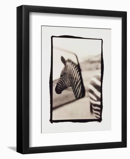 Zebra in the Mirror 1-Theo Westenberger-Framed Photographic Print