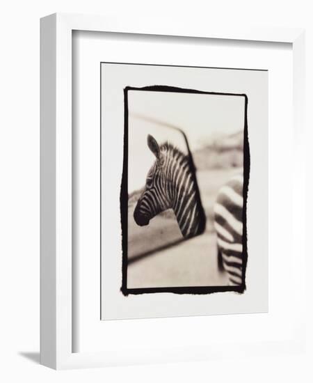 Zebra in the Mirror 1-Theo Westenberger-Framed Photographic Print