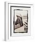 Zebra in the Mirror 1-Theo Westenberger-Framed Photographic Print