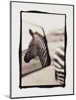 Zebra in the Mirror 1-Theo Westenberger-Mounted Photographic Print