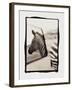 Zebra in the Mirror 1-Theo Westenberger-Framed Photographic Print